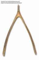 10-what_wishbone.jpg