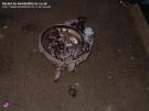 17-Gearbox 1.JPG