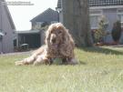 2-Norman on the Grass.JPG