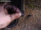 26-cv joint replacement 007.jpg