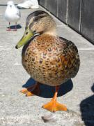 27.duck.jpg